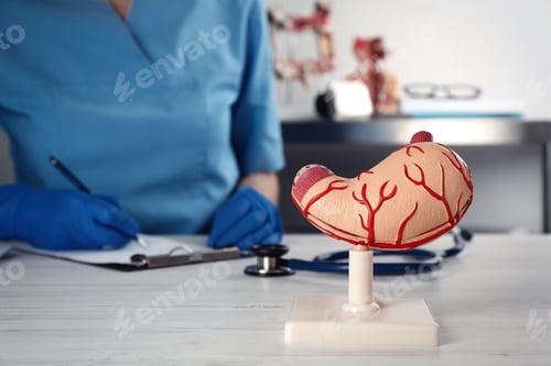 Preview: Human stomach model and gastroenterologist at table in clinic, closeup