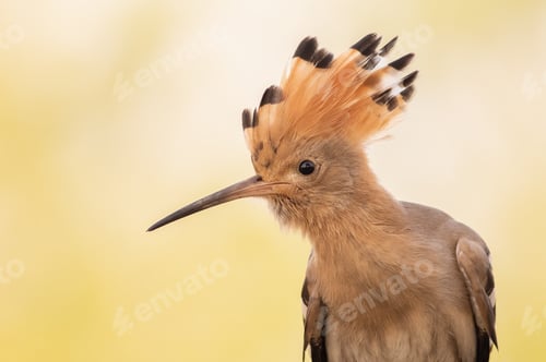 Preview: Eurasian hoopoe, Upupa epops. Close-up of a bird against a beautiful background