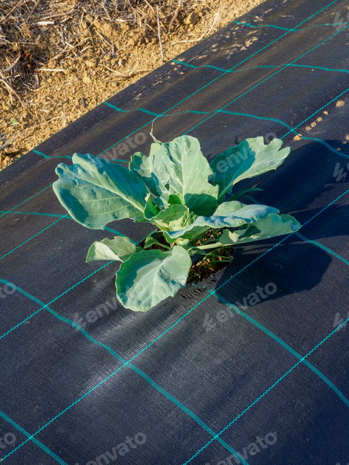 Preview: growing organic cabbage protected from weed by mulching the soil in vegetable garden
