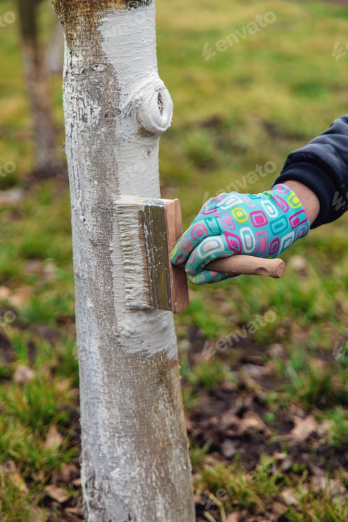 Preview: treat a tree trunk in the garden. Selective focus.