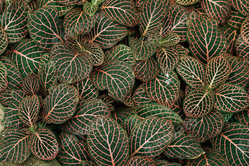 Preview: Leaves Of Fittonia Vershaffeliti In Botanical Garden