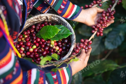 Preview: A farmer in traditional clothing carefully picks ripe red coffee cherries