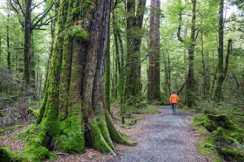 Preview: Hike in the forest