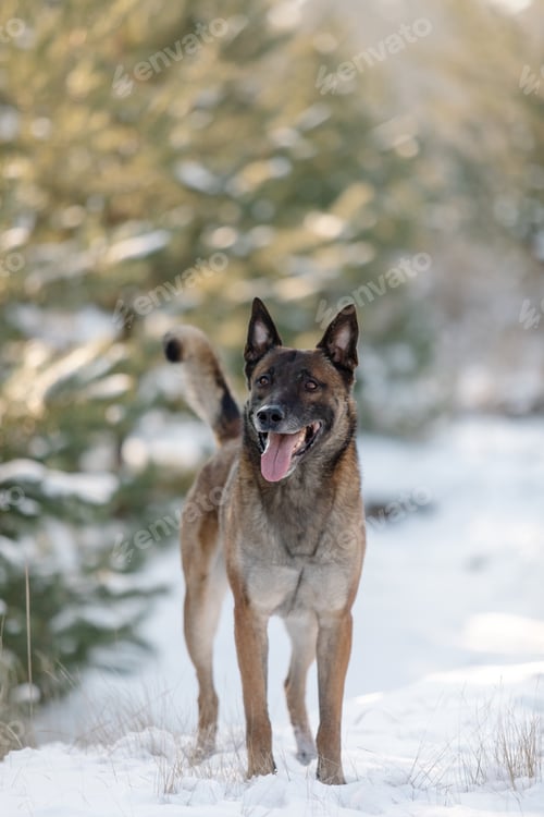 Preview: Belgian shepherd malinois dog running in the snow. Dog in winter forest