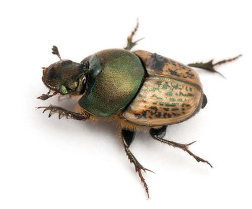 Preview: Scarab beetle - Onthophagus Sp, in front of white background