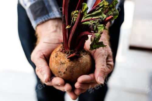 Preview: Hand holding fresh organic beetroot nature product