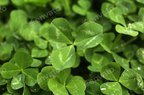 Preview: Beautiful green clover leaves with water drops, closeup