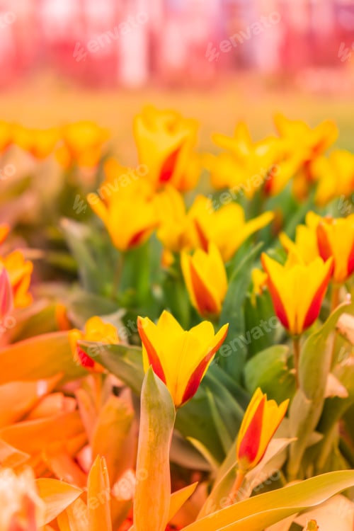 Preview: Flowerbed of beautiful red-yellow picturesque tulips on green lawn background. Group of delicate two
