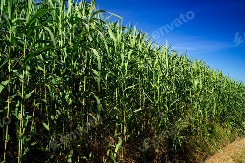 Preview: Common thicket in summer