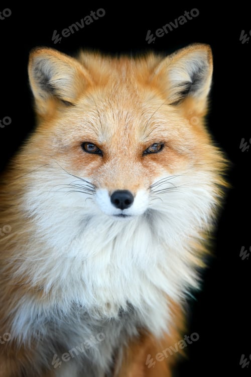 Preview: Close up view red fox. Wild animal isolated on a black background