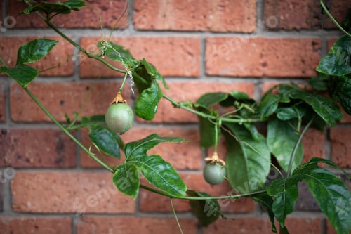 Preview: garden