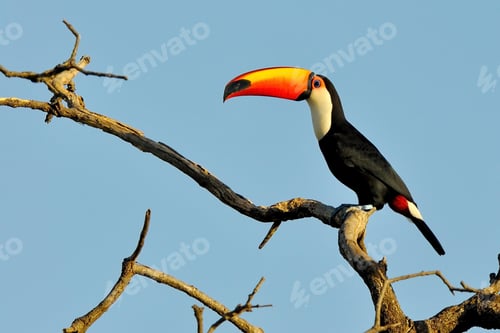 Preview: toucan, bird, colours, tropics