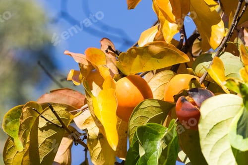 Preview: Orange persimmons hanging on tree, California