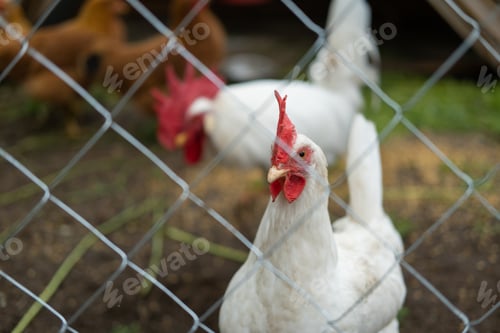 Preview: A rooster with a red crest on its head and white plumage eats grains behind a net in a wooden