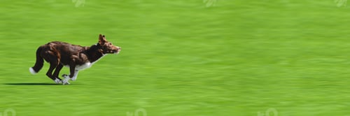 Preview: Dog at the Agility Competition