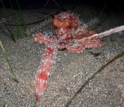 Preview: Atlantic white spotted octopus showing its mating tentacle