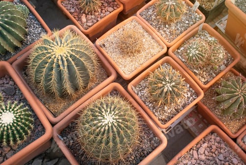 Preview: Cactus in the pots in greenhouse