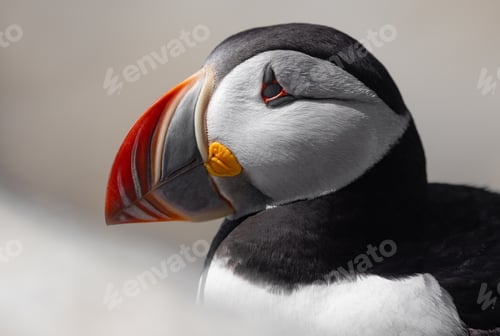 Preview: Atlantic Puffin off the Coast of Maine