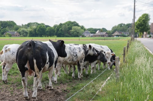 Preview: a group of beautiful multi-colored spotted black and white cows graze in a corral on grass farming