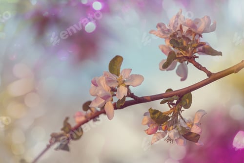 Preview: Blossom cherry