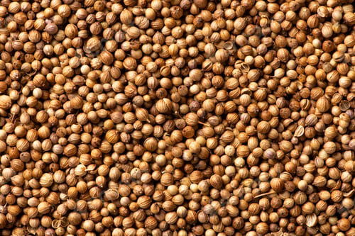 Preview: Coriander seeds close up texture background