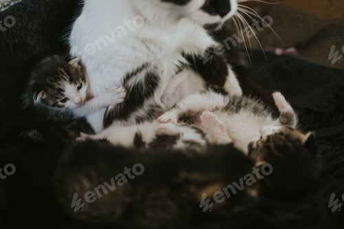 Preview: Closeup shot of a cute mother cat and her baby kittens