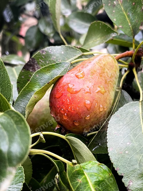 Preview: Ripe pear on the tree