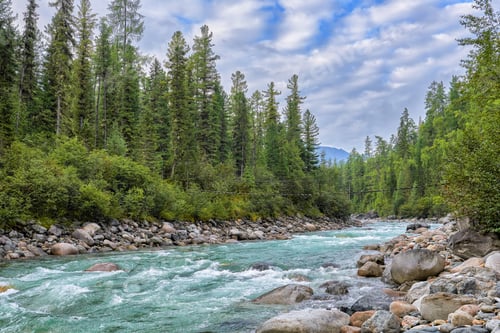 Preview: Siberian Rivulet in Foothill Taiga