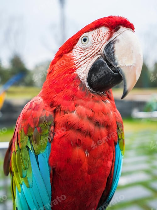 Preview: bird, parrot, Scarlet, Macaw