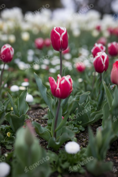 Preview: Tulips