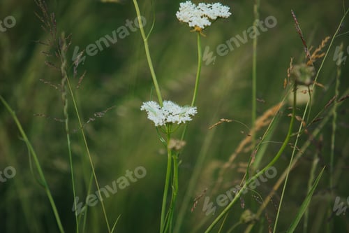 Preview: Closeup shot of growing meadow-grasses and wildflowers
