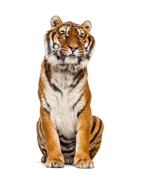 Preview: Tiger isolated
