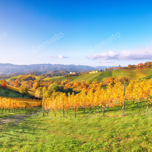 Preview: Fabulous vineyards landscape in South Styria near Gamlitz.