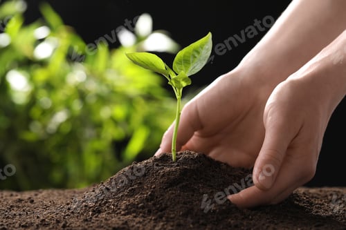 Preview: Woman planting young seedling into fertile soil, closeup with space for text. Gardening time