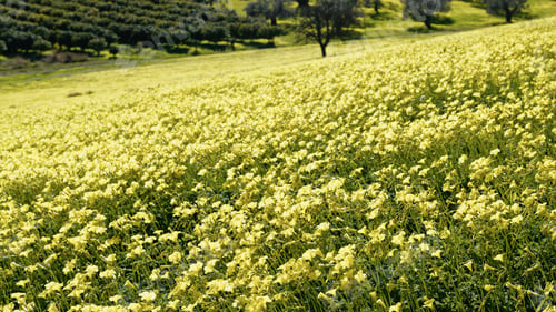 Preview: Spring With Yellow Sorrel Flowers In Nature Sicily Park