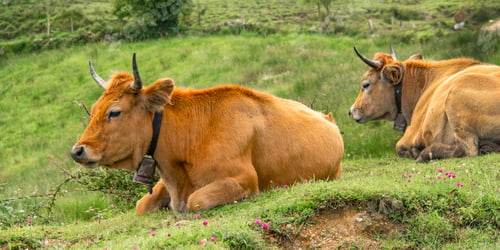 Preview: Casina Cow, Protected Landscape of Sierra de Cuera, Spain