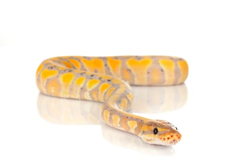 Preview: ball python in studio