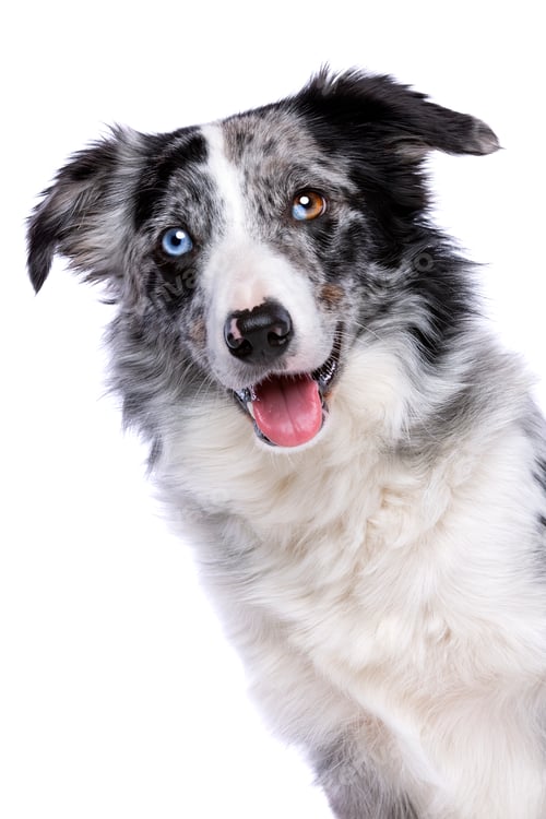 Preview: pet