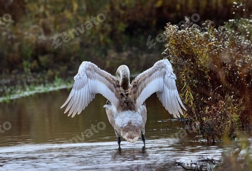 Preview: Majestic white swan gliding gracefully on the tranquil waters of a lake, with its wings outstretched