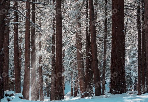 Preview: Winter forest