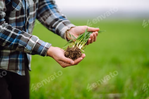 Preview: Young wheat sprout in the hands of a farmer. Checking wheat field progress. Organic gardening.
