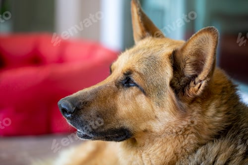 Preview: Pet animal; german wolf dog in garden.
