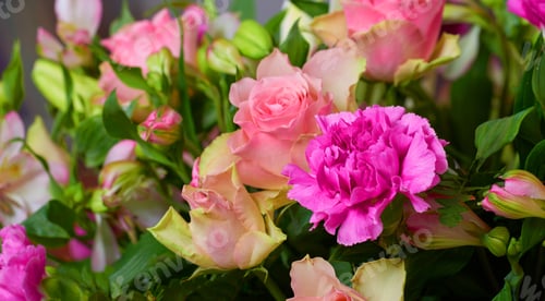 Preview: The rose