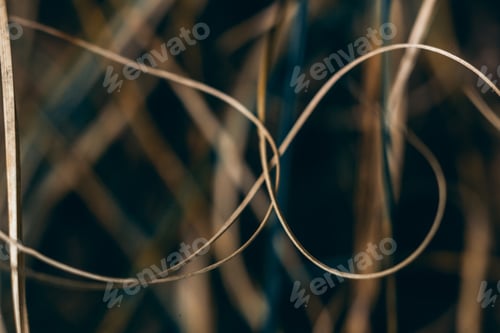 Preview: Macro shot of a brown plant on a blurred background