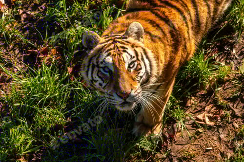 Preview: A tiger is standing in a grassy area with its head up