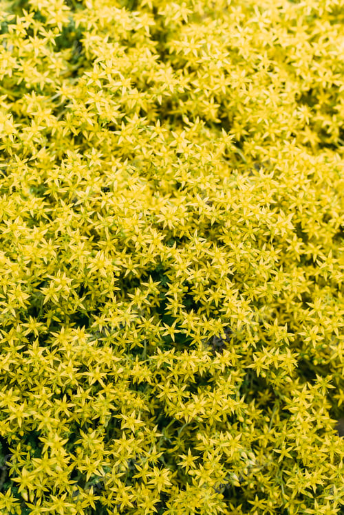 Preview: floral texture with little yellow flowers