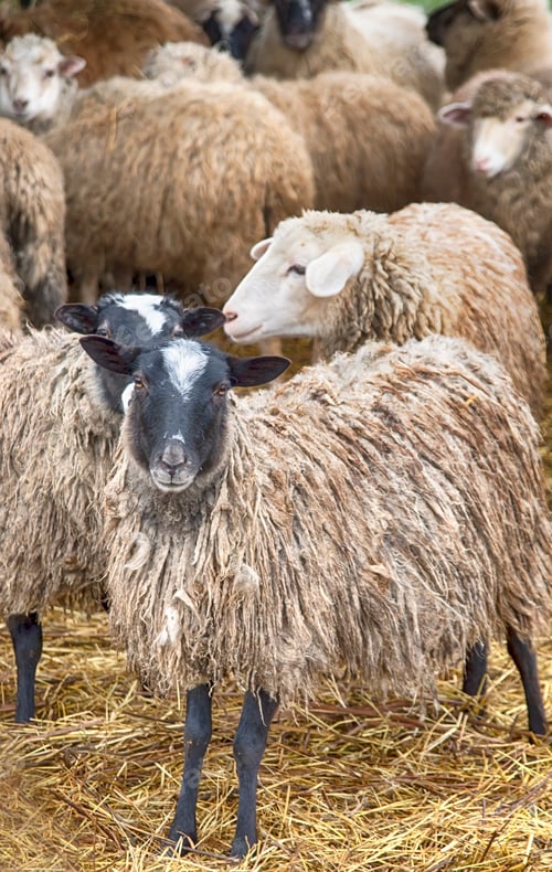 Preview: herd of sheep