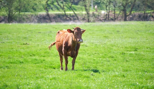 Preview: Milk cow grazing on green farm pasture on summer day. Feeding of cattle on farmland grassland