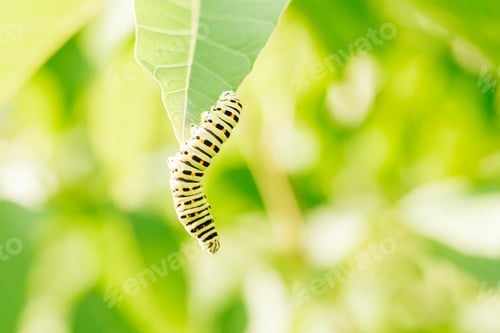 Preview: Green caterpillar with orange spots climbs green leaf of bush