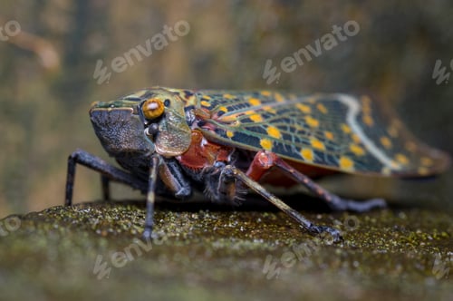 Preview: Cicada camouflaged in the middle of the forest